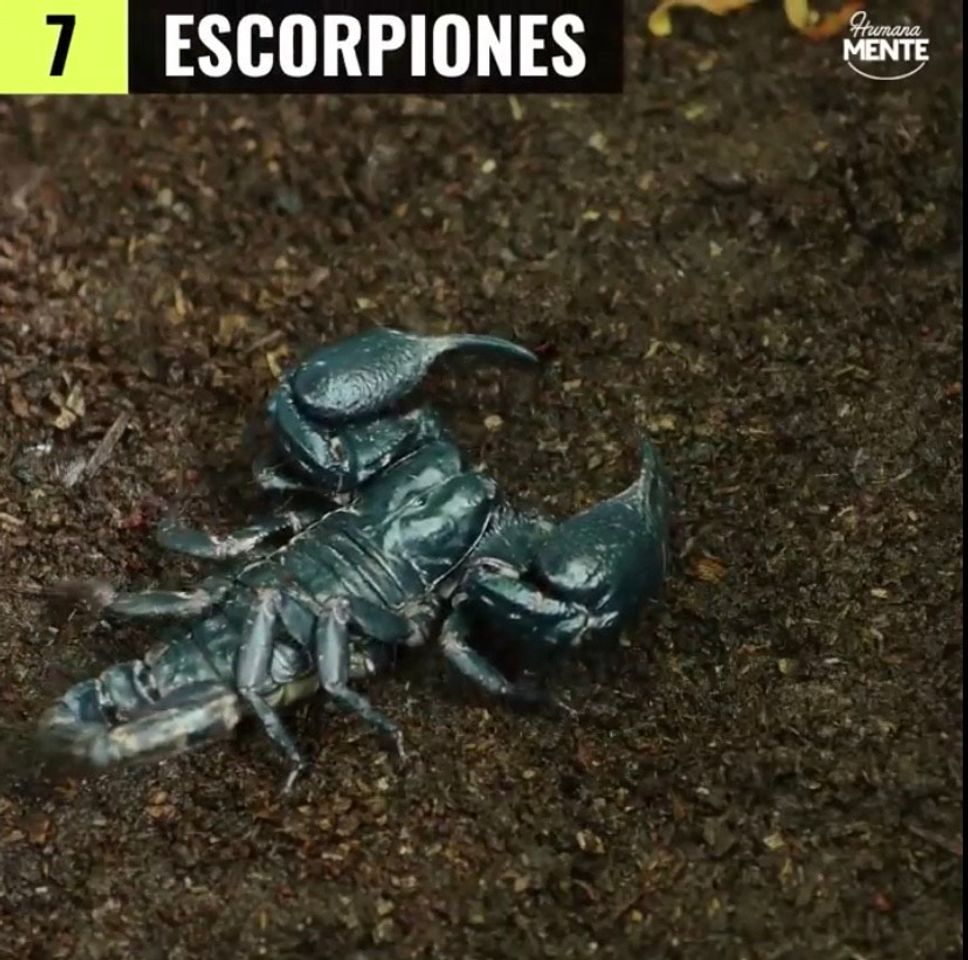 Tip 10 animales más peligrosos para el ser humano