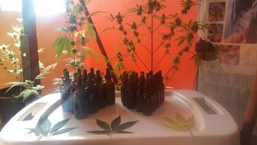 Productos a base de cannabis