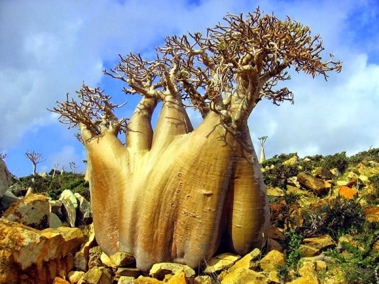 Moda Archipiélago De Socotra, Yemen.