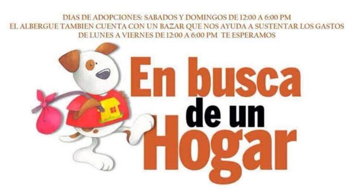 Moda ¡Adopta un amigo! 🐾