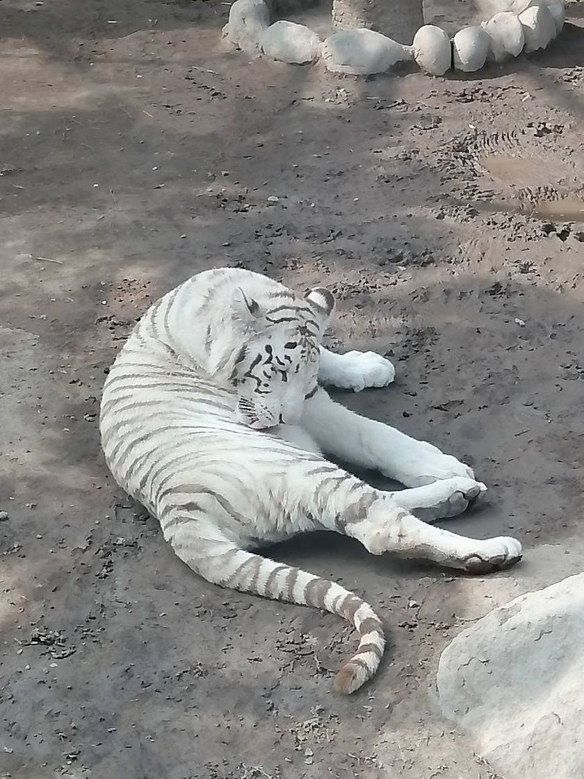 Place Parque Zoológico Huachipa