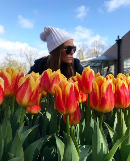 Keukenhof Tulip Gardens 