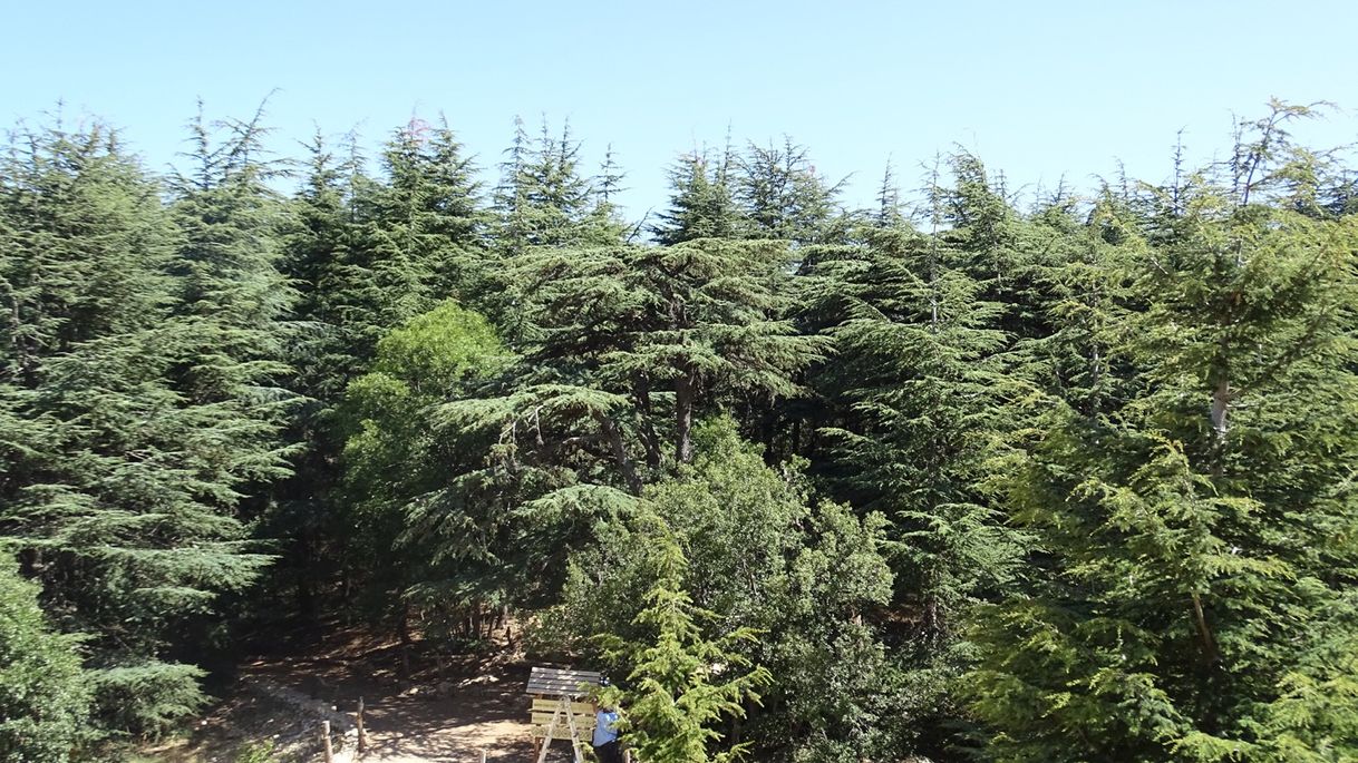 Lugar Shouf biosphere reserve/ Barouk Cedar forest