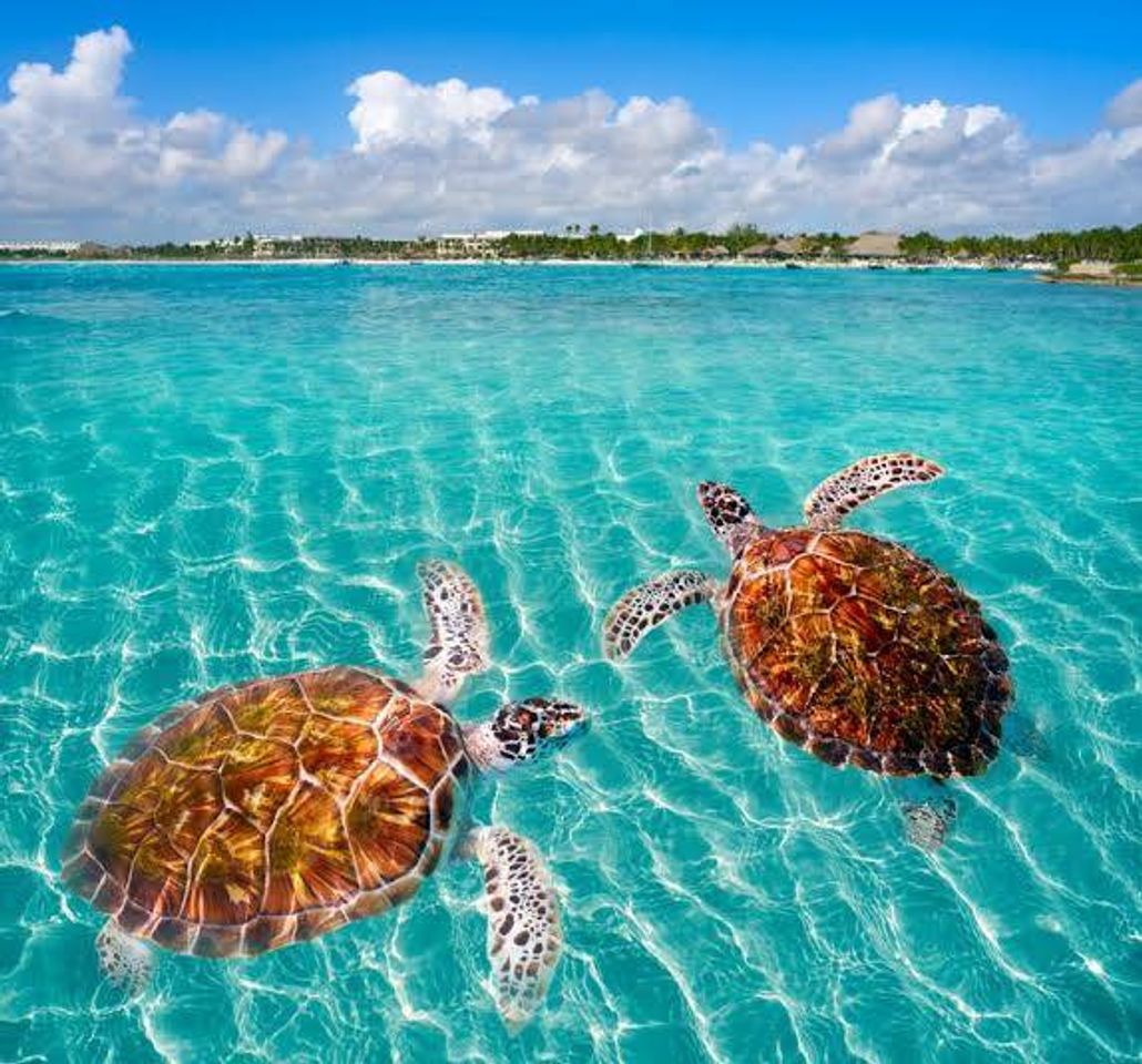 Place Akumal Beach