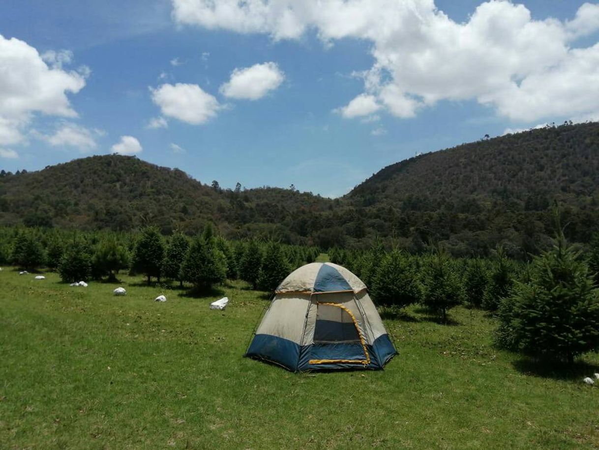 Lugar Bosque de los Árboles de Navidad