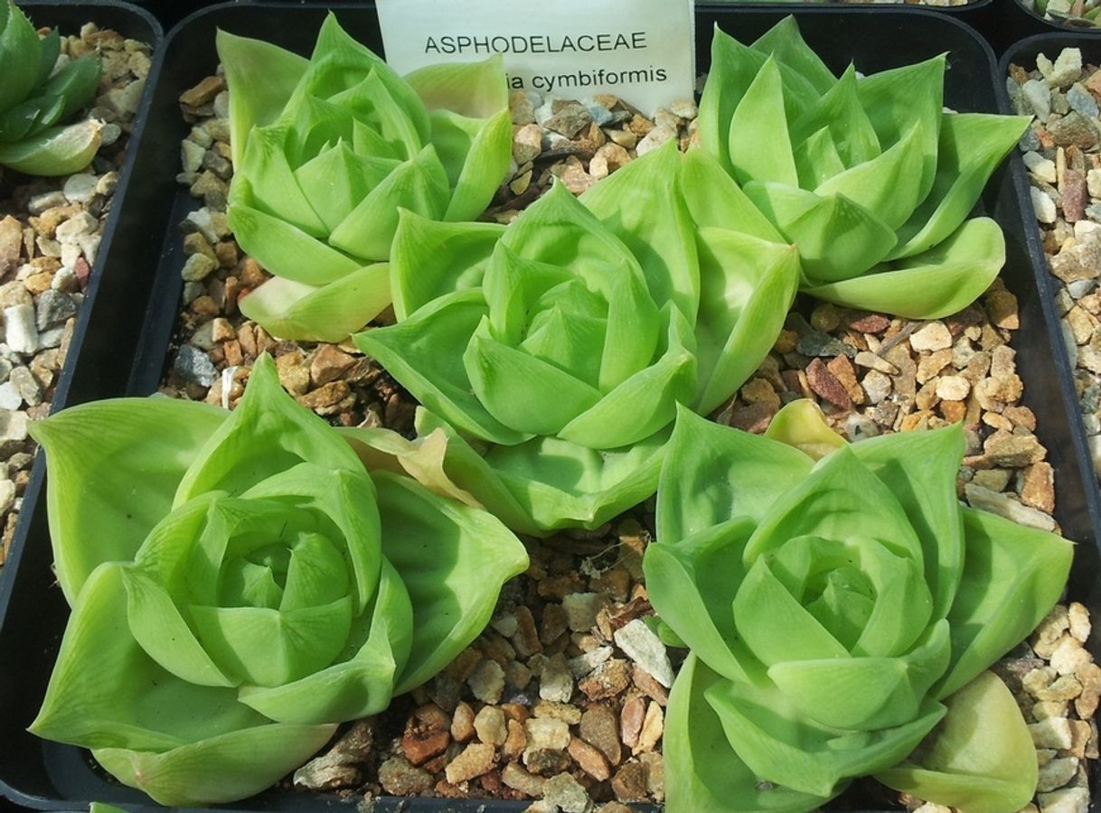 Social Aloe Cymbiformis
