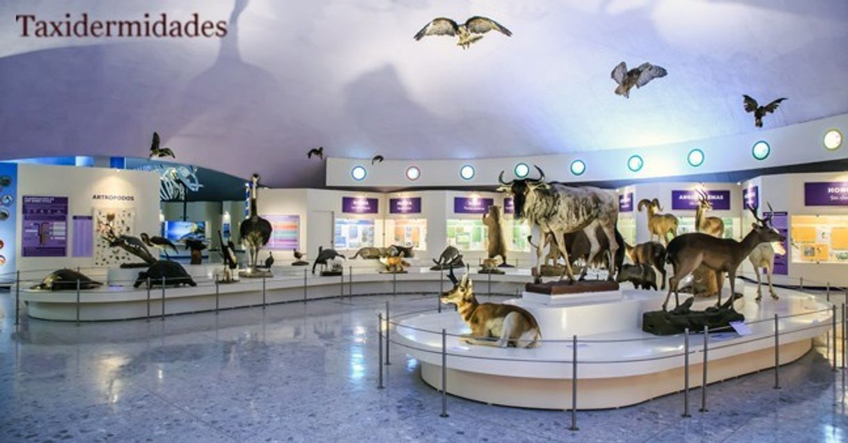 Lugar Museo de Historia Natural