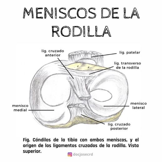 Información sobre los Meniscos de la Rodilla.
