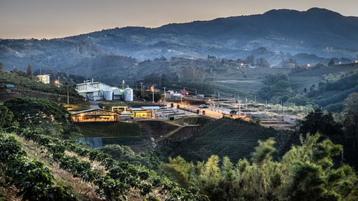 Restaurantes Hacienda Alsacia - Starbucks Coffee Farm