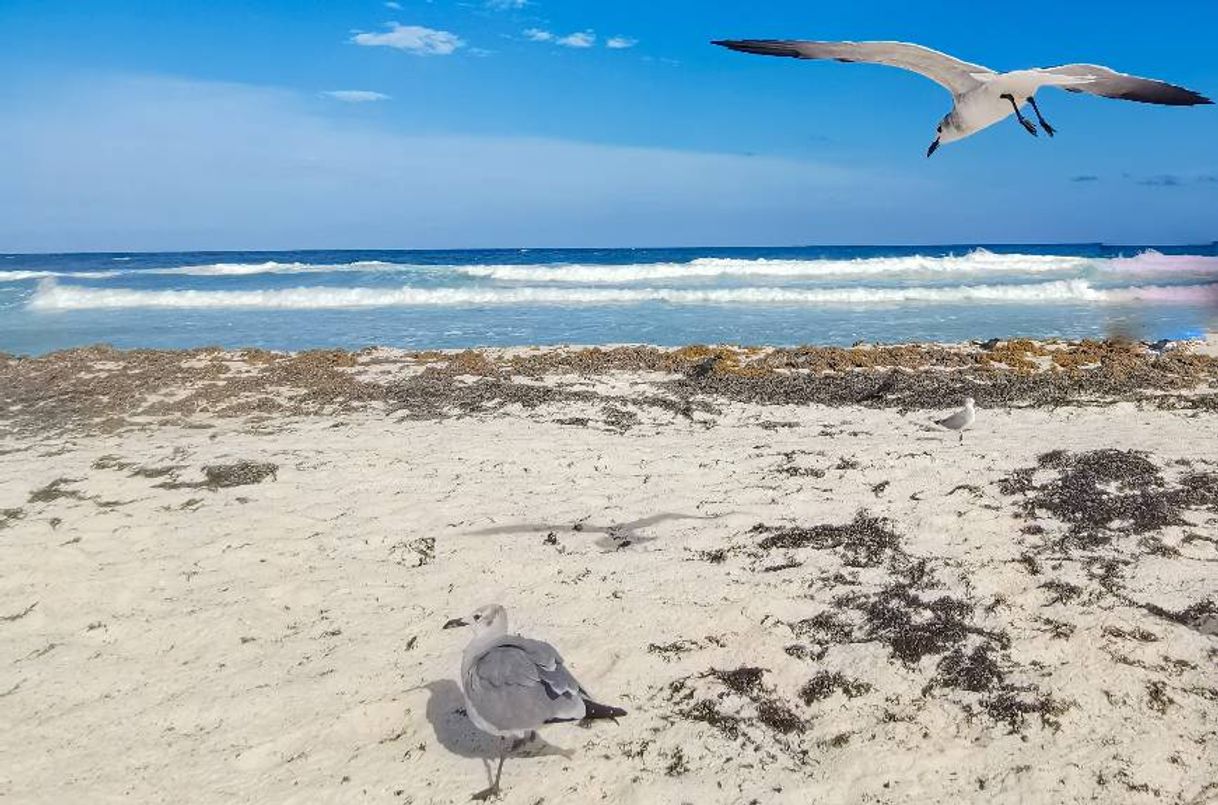 Lugar Playa Marlín