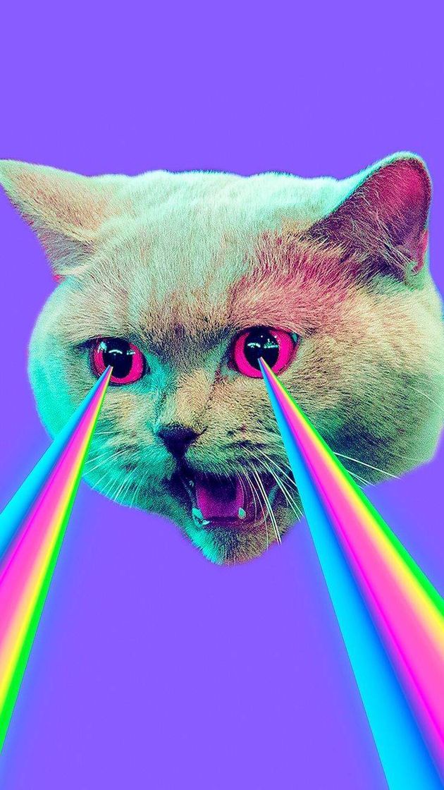 Social Wallpaper gatinho