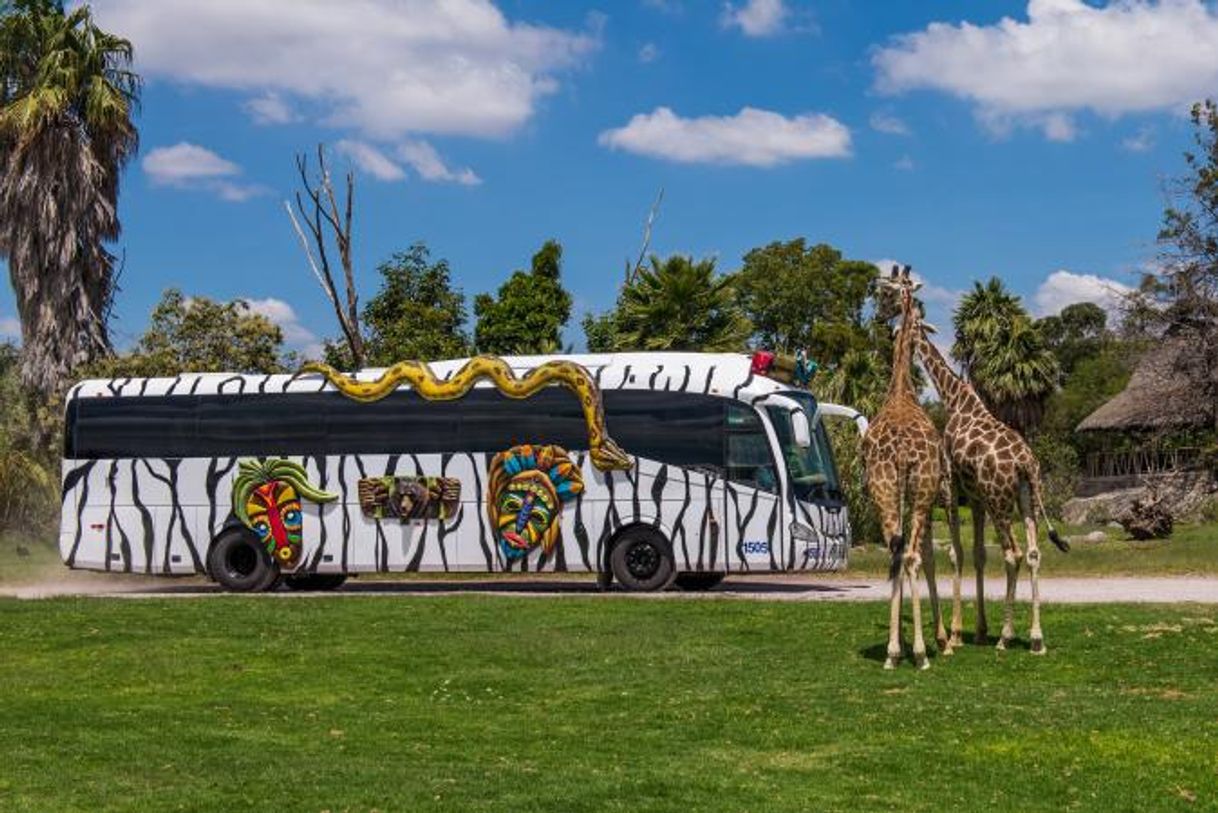 Lugar Africam Safari