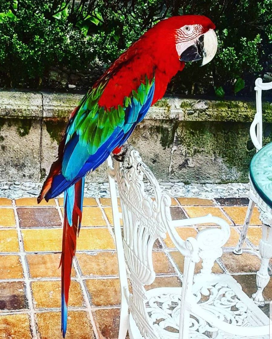 Restaurantes jardin del corregidor