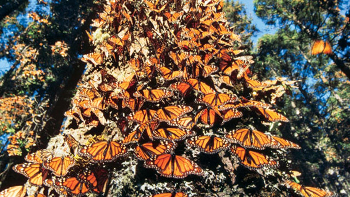 Place Reserva de la Biósfera Santuario Mariposa Monarca