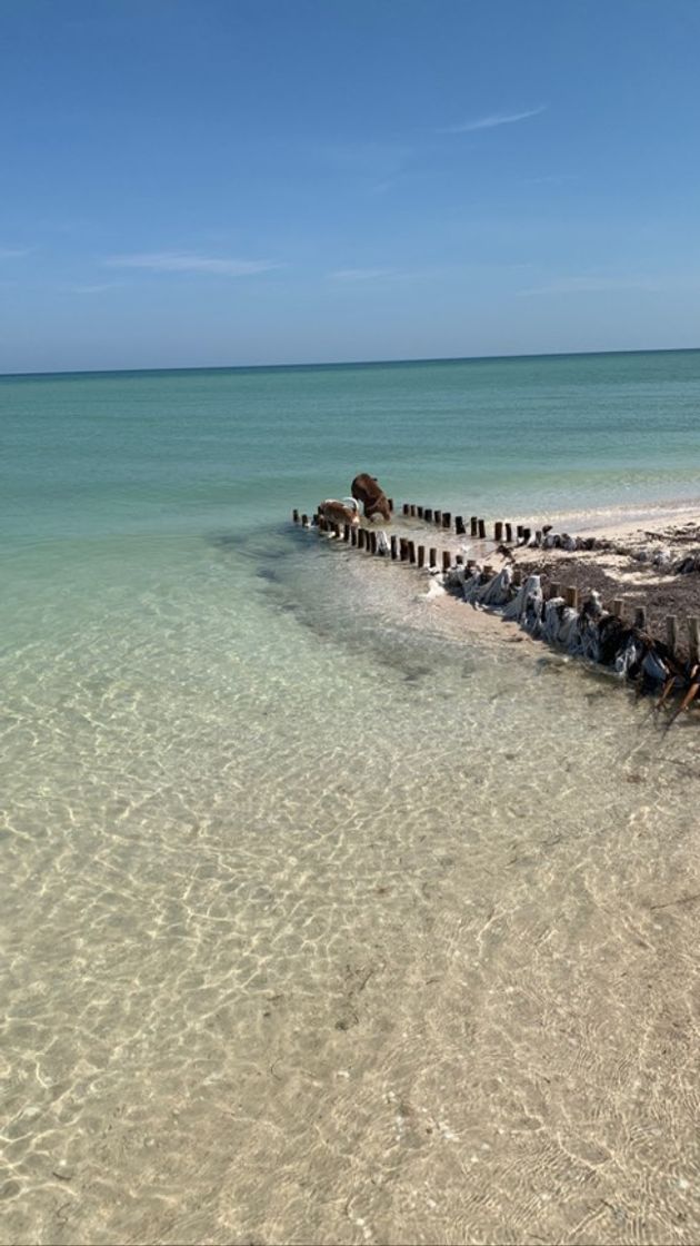 Place Chicxulub Puerto