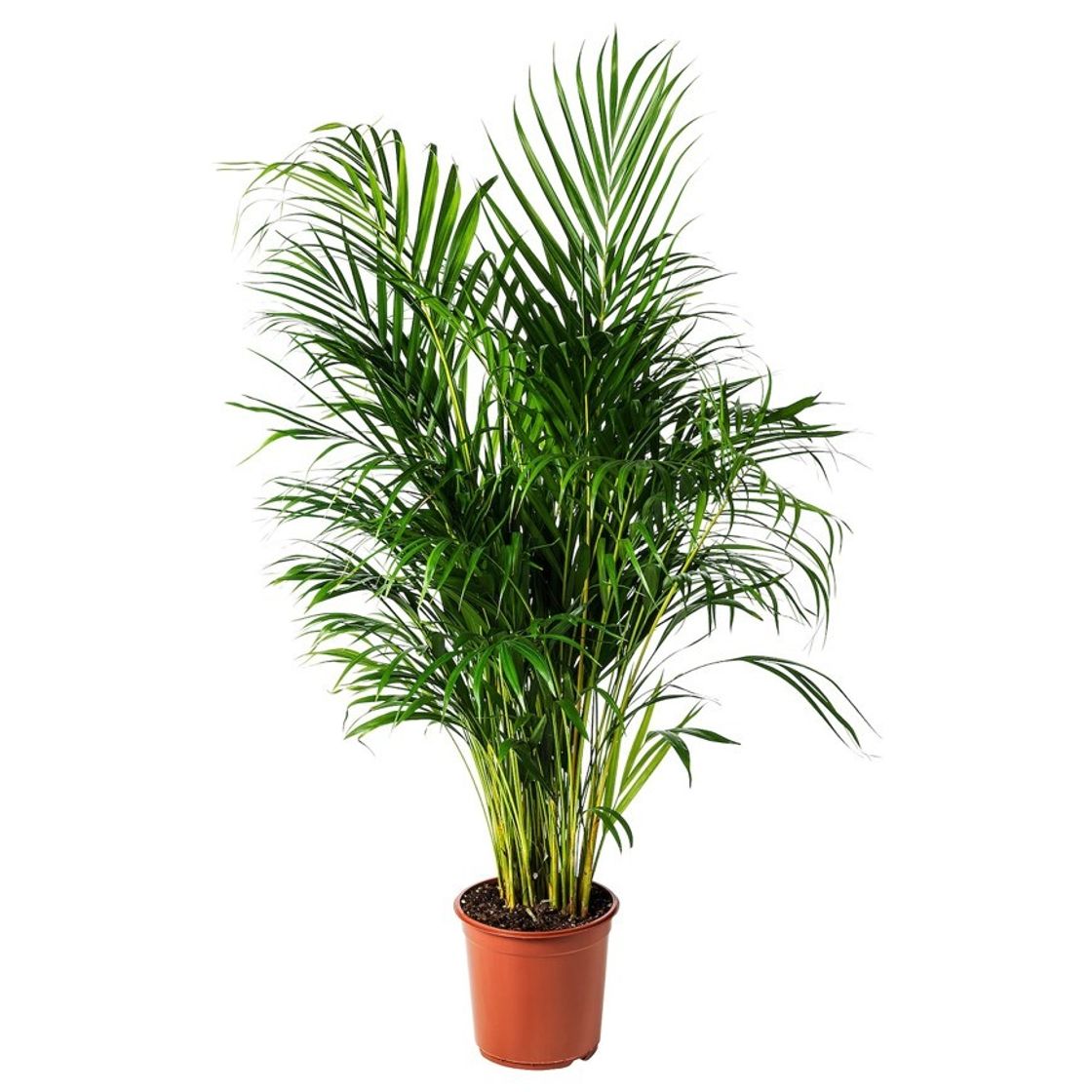 Moda DYPSIS LUTESCENS Planta, Areca, 24 cm