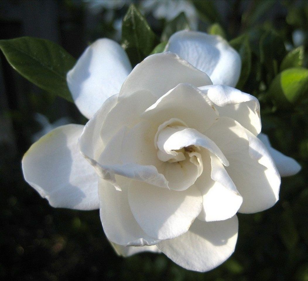 Fashion Gardenia