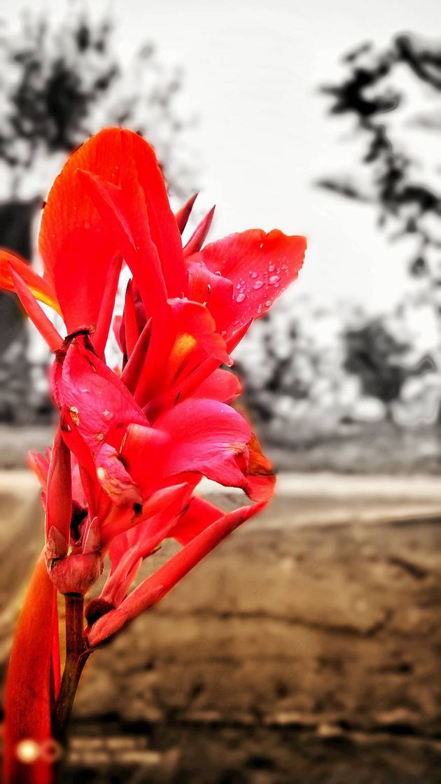 Canción Que bonito amor 