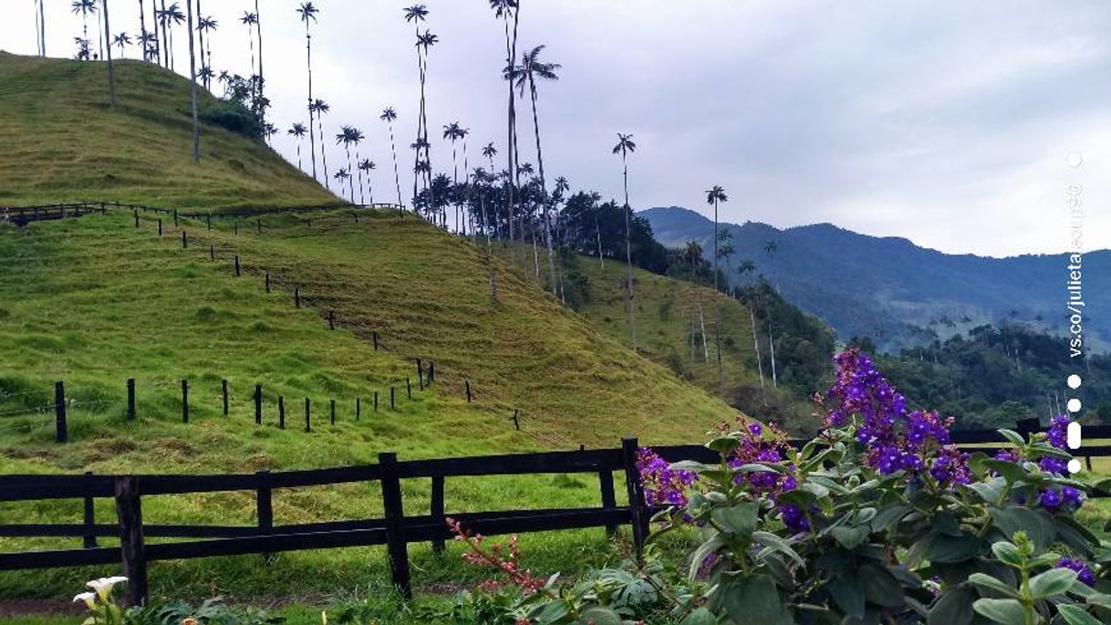 Restaurantes Valle Del Cocora