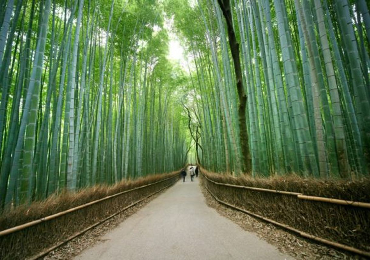Lugar Bamboo Forest