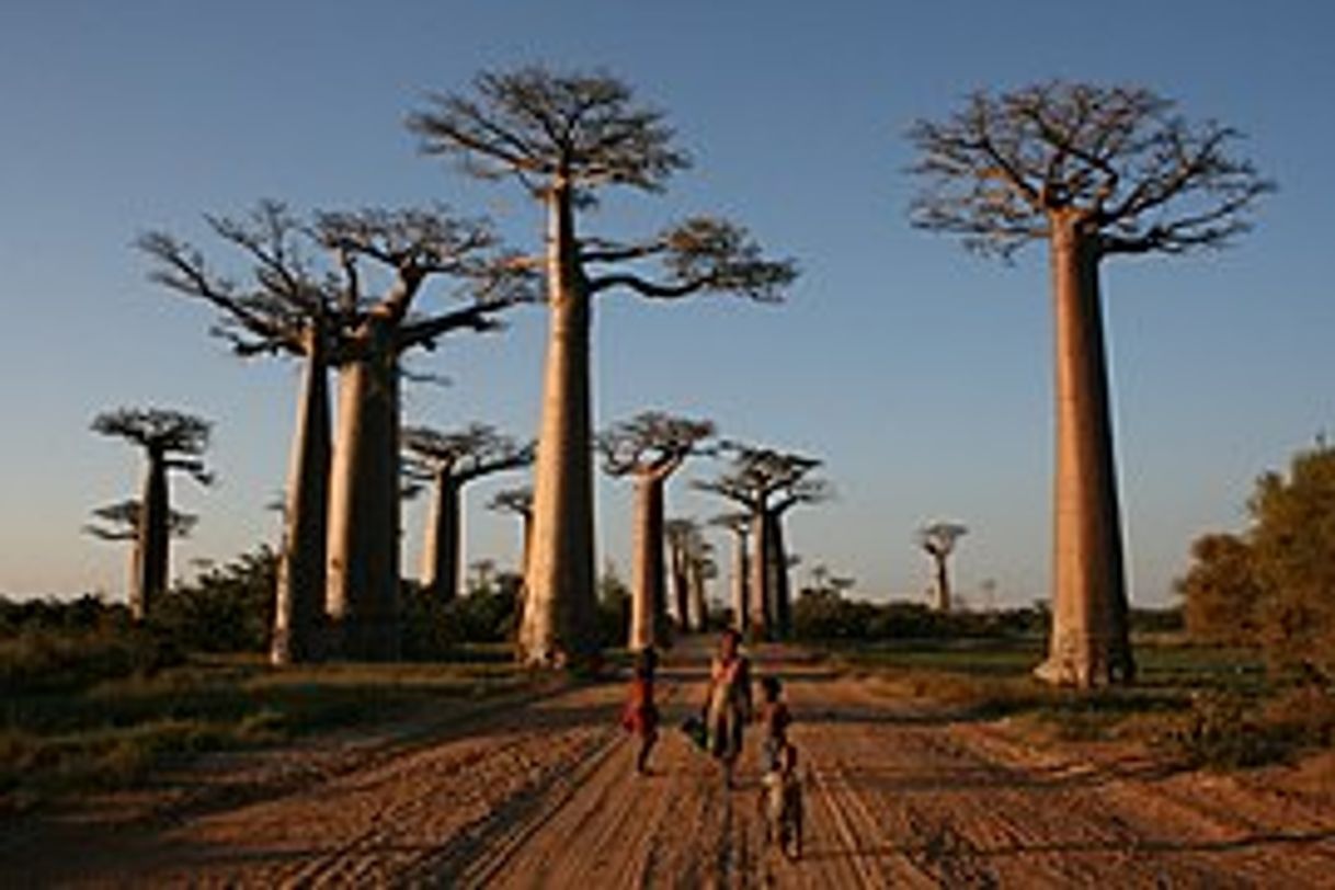 Lugar Baobabs Land