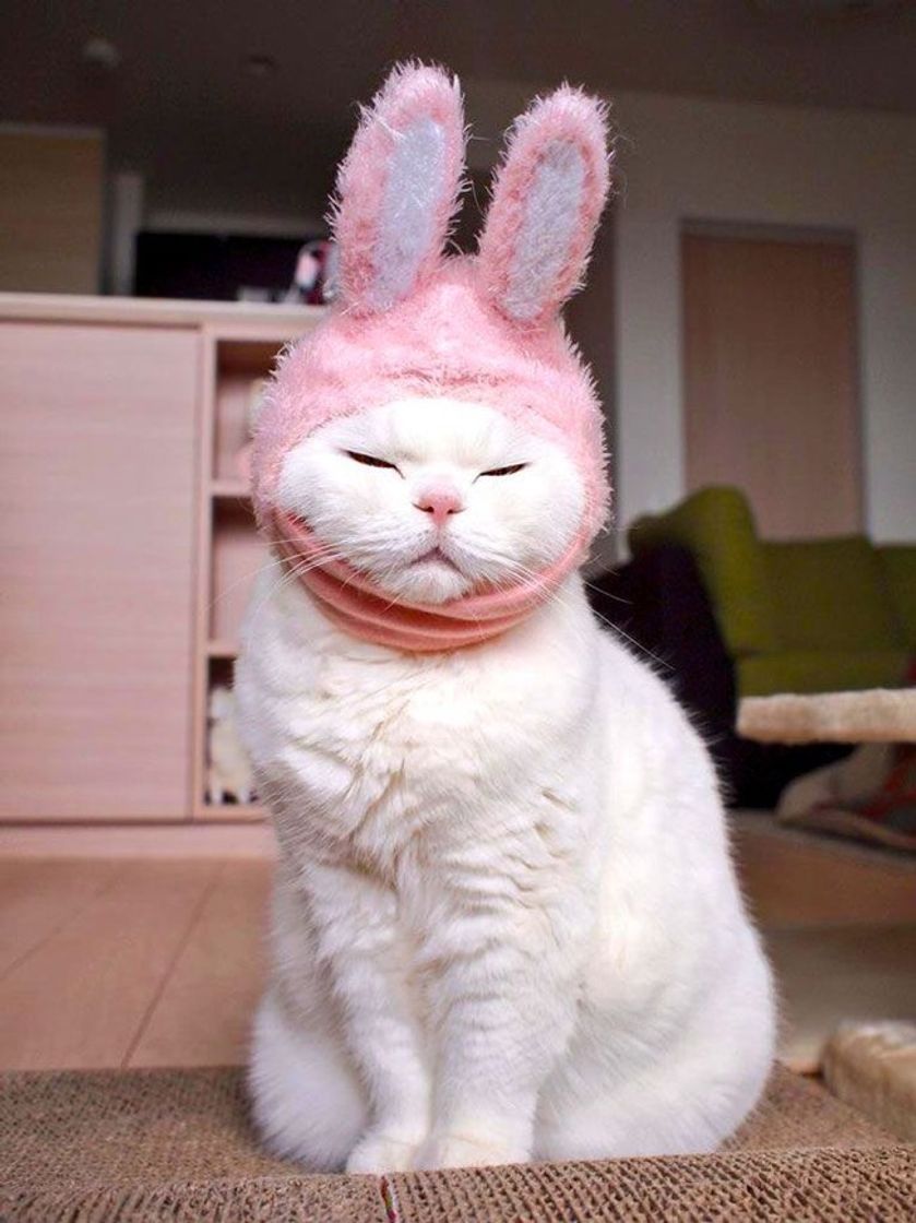 Social Gato