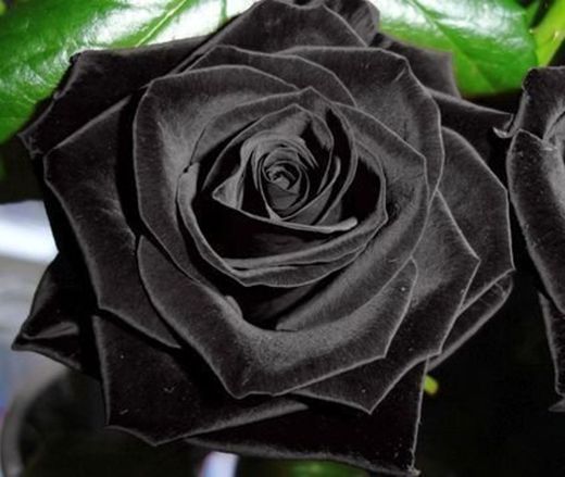 Rosa negro