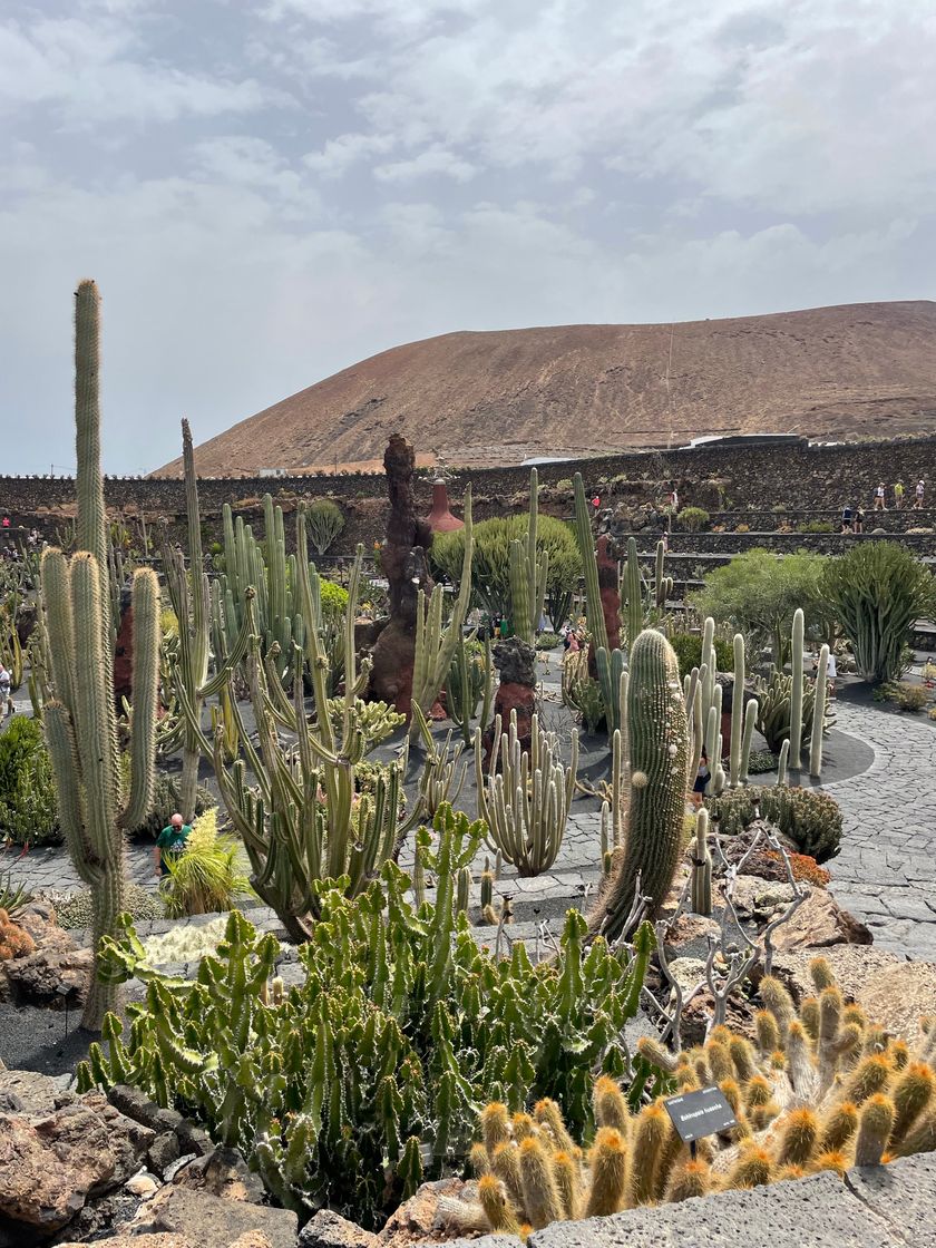 Lugar Jardín de Cactus de Lanzarote