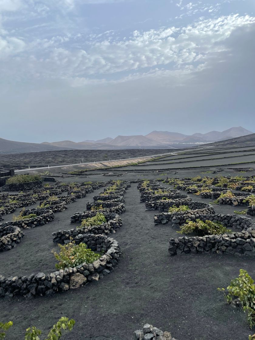 Lugar Bodega La Geria