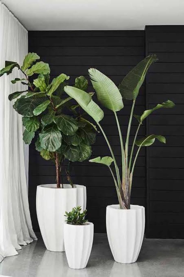 Moda Decoração com plantas naturais