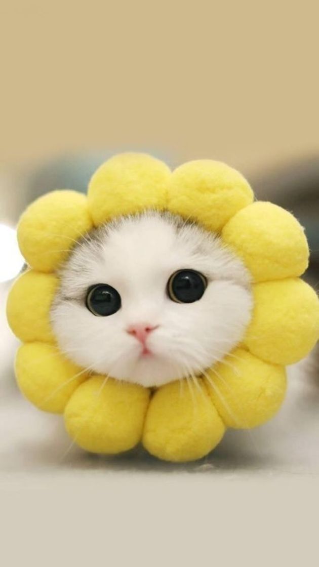 Sunflower cat