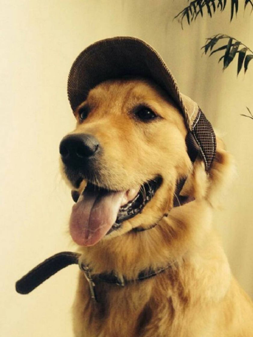 Gorra para perro 