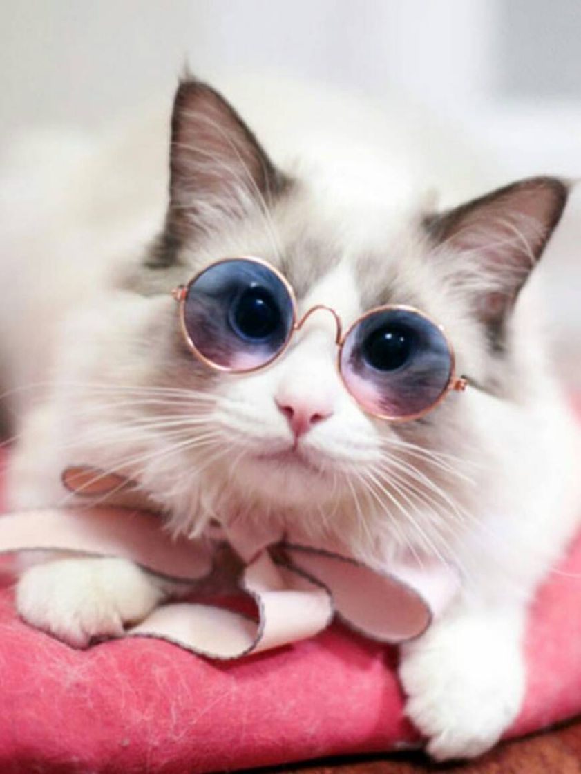 Gafas de sol para gato