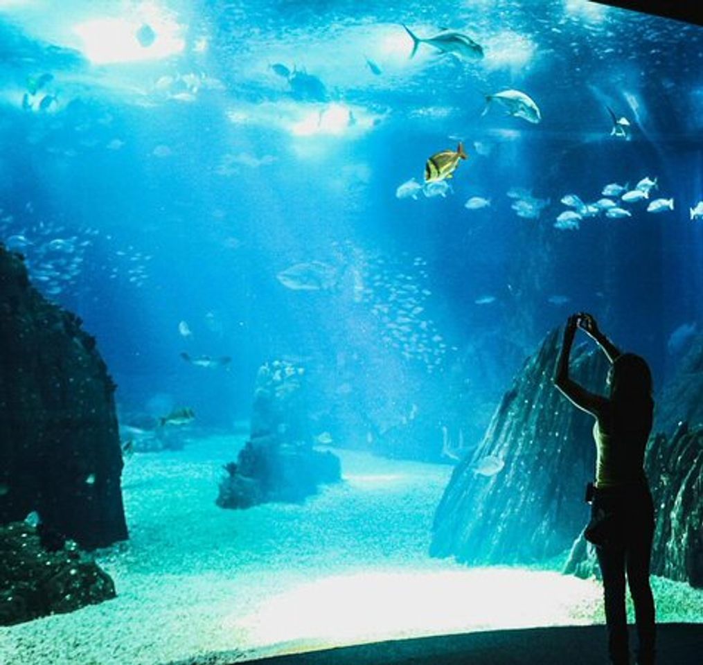 Lugar Oceanario de Lisboa