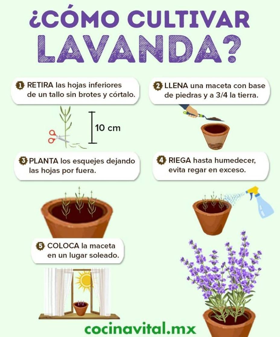 Fashion Lavanda