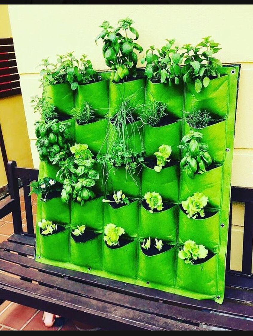 Social Grow you own food 👩🏻‍🌾