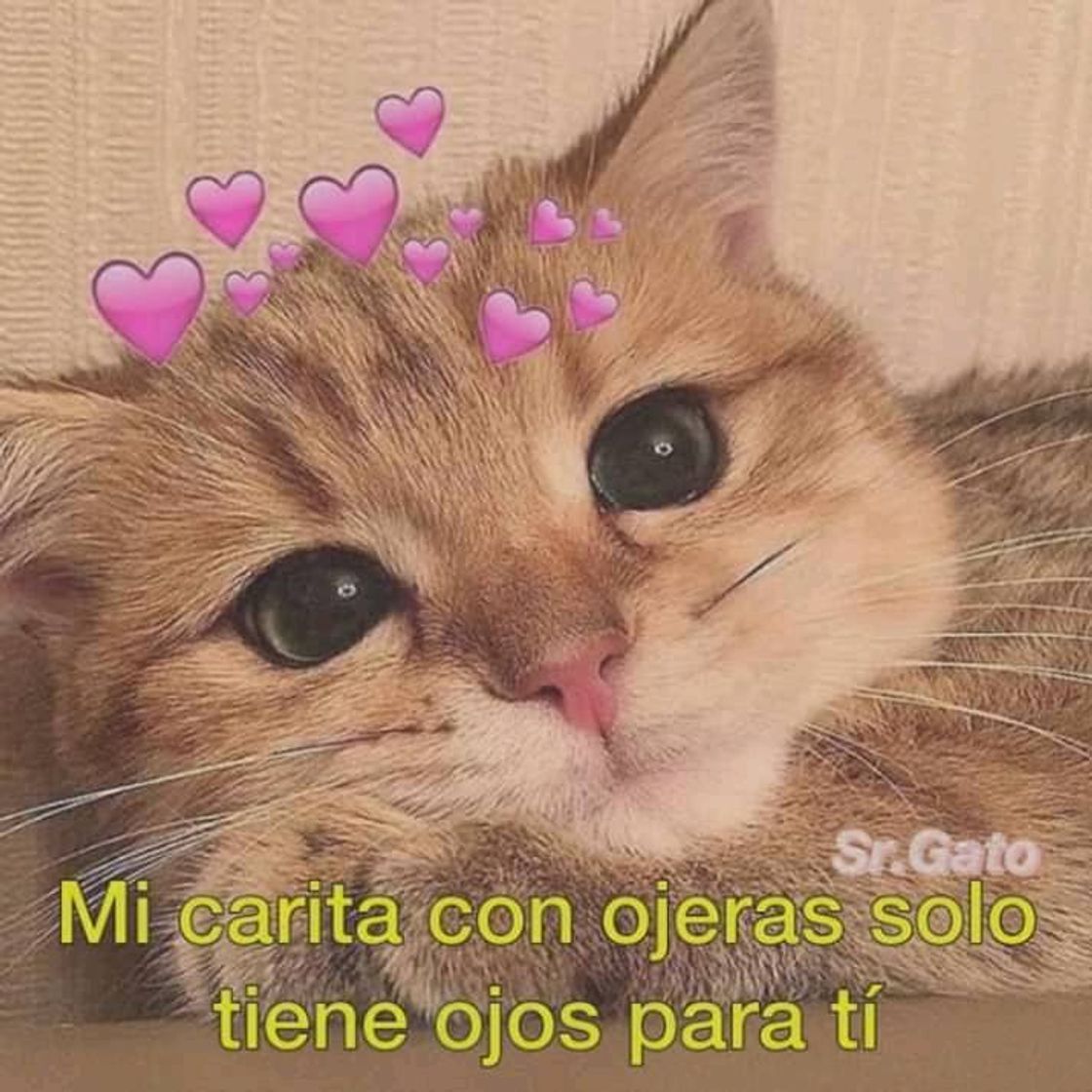 Gatitos.com