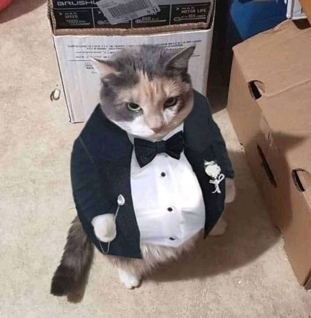 Miau