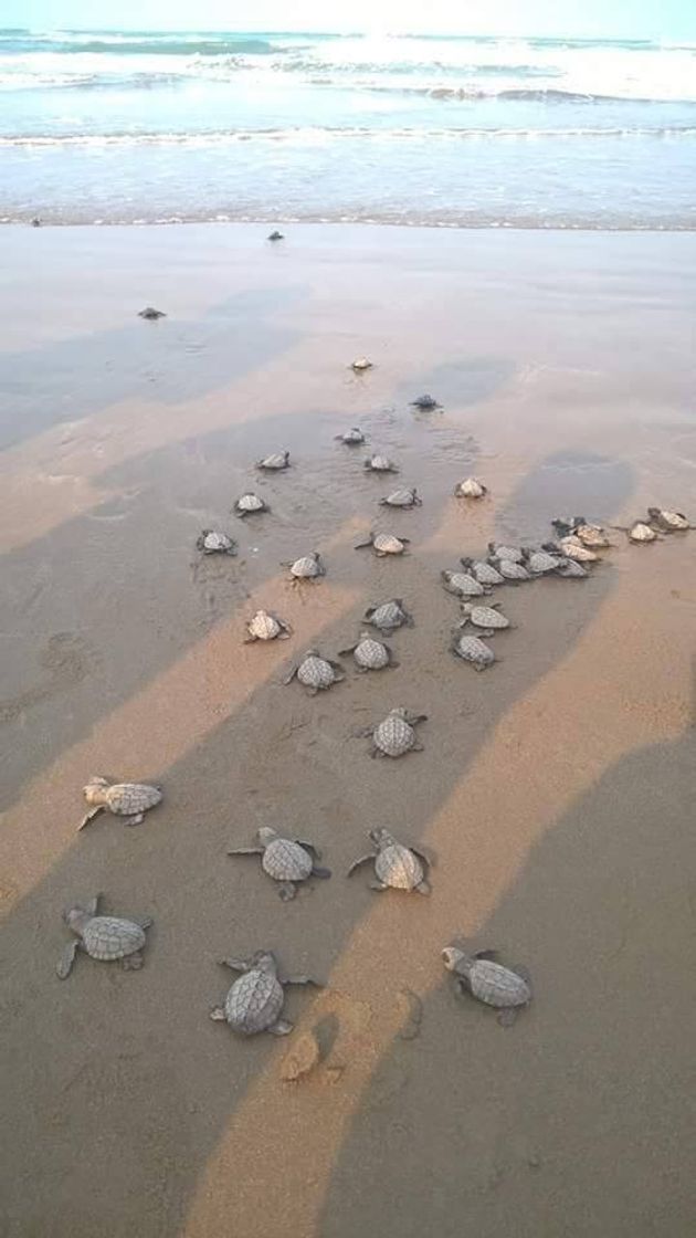 Lugar Playa de Tuxpan