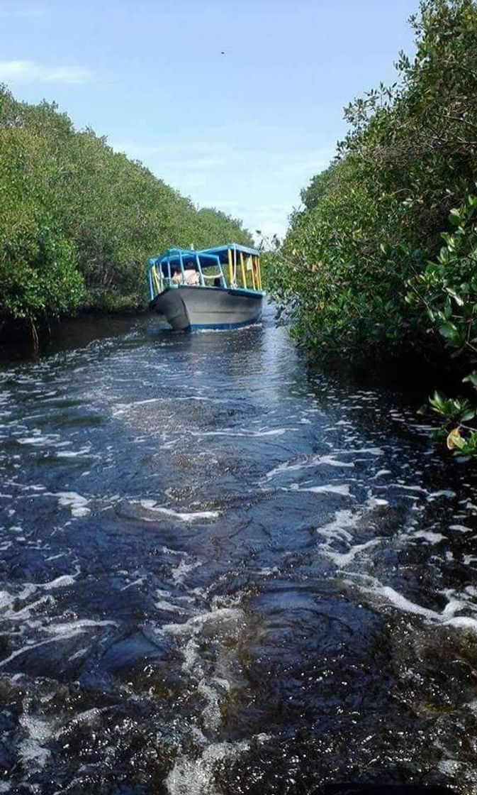 Places Manglares de Tuxpan