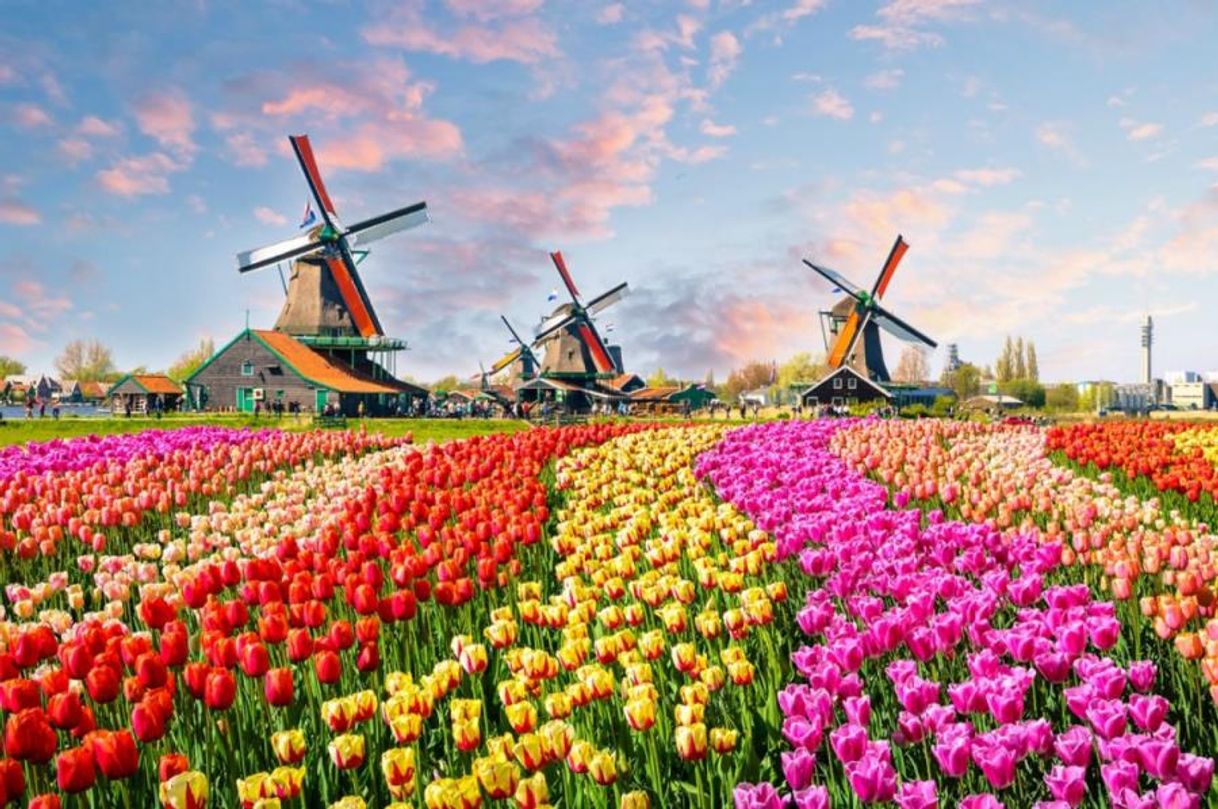 Lugar Keukenhof HOLLAND