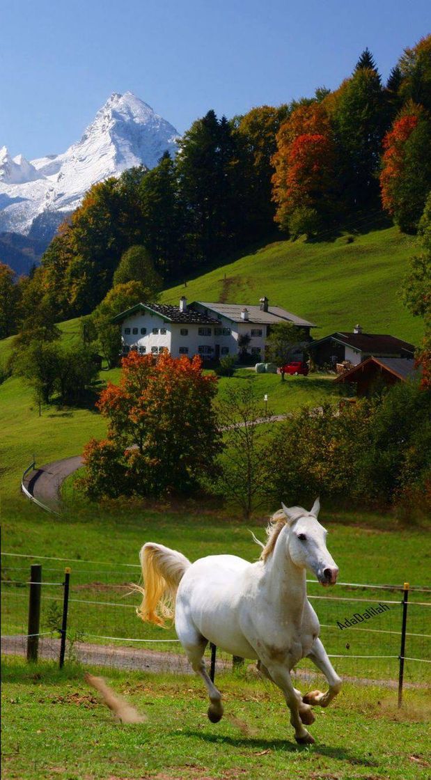 Fashion Fotos de paisagens lindo com esse cavalo ficou um sonho!...