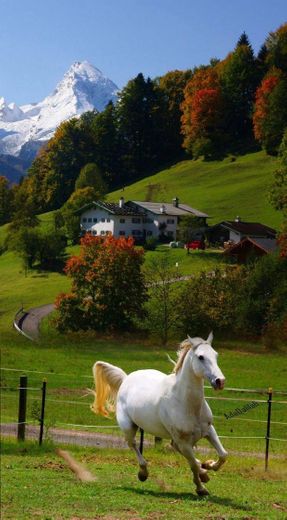 Fotos de paisagens lindo com esse cavalo ficou um sonho!...