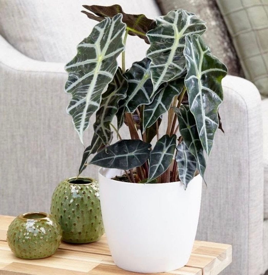 Fashion Planta Alocasia Amazónica 