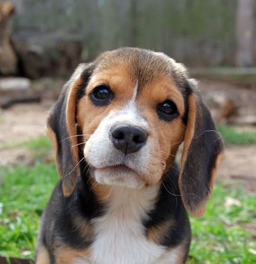 Perrito beagle