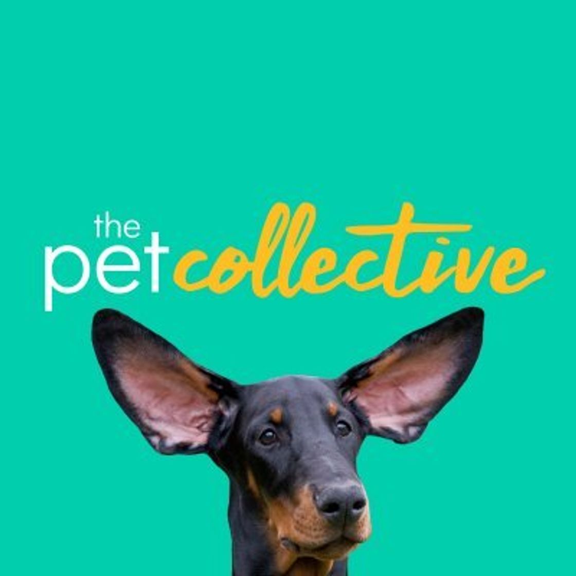 Fashion The Pet Collective - YouTube