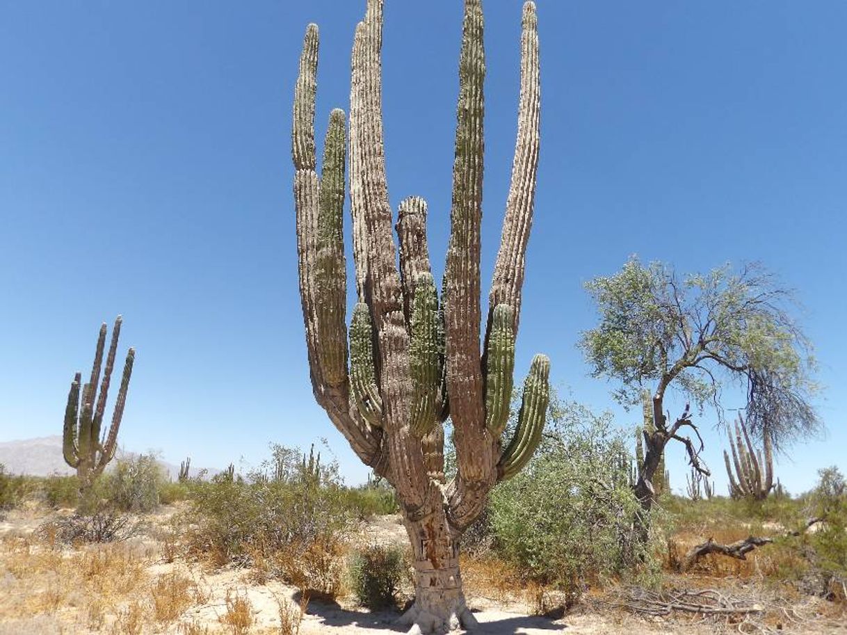 Place Valle de los Gigantes