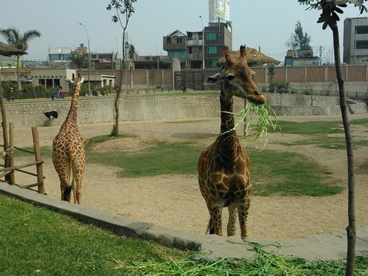 Lugar Parque Zoológico Huachipa