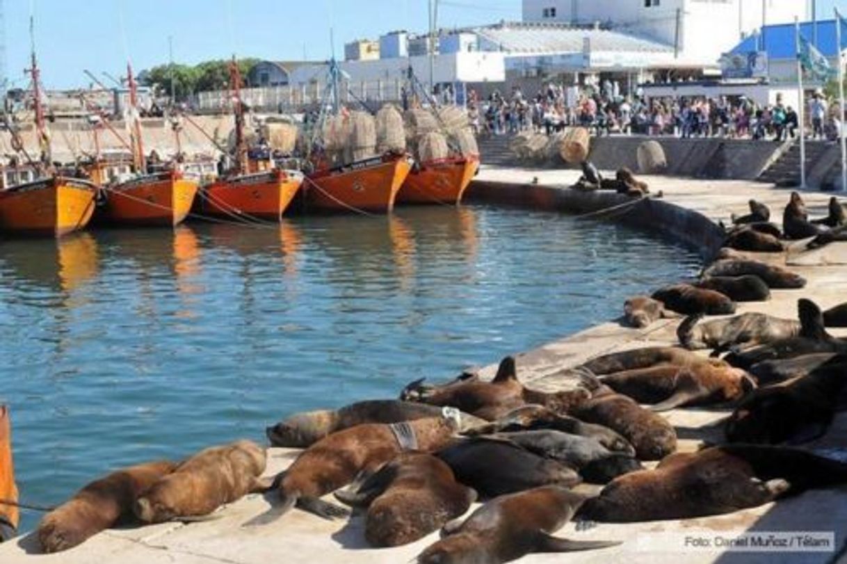 Lugar Reserva de lobos marinos del puerto de Mar del Plata