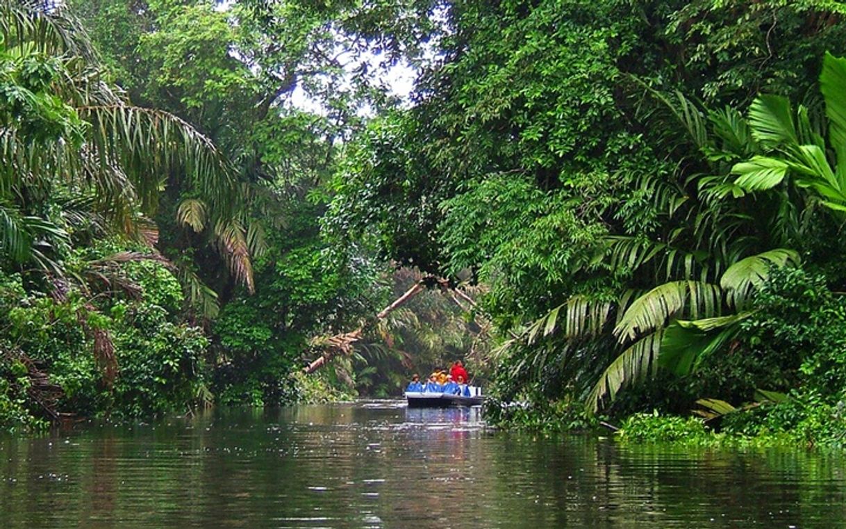 Place Tortuguero National Park